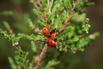 Close-up of ladybug on plant