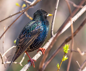 Spring starling bird in the sunny campus of moscow university