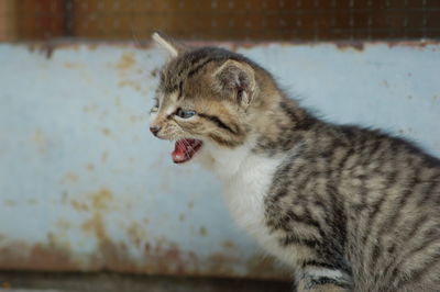 Cat looking away