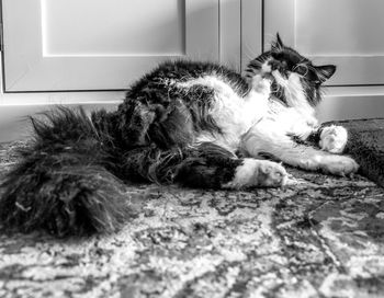 Cat lying on floor at home