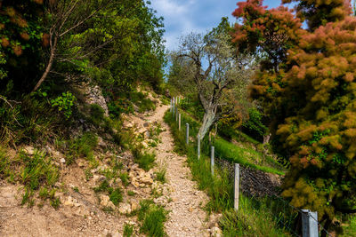 Footpath amidst trees in forest against sky
