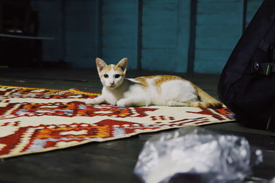 Portrait of cat relaxing on table at home