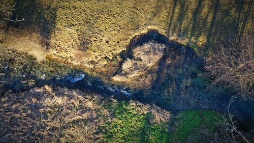 Shadow of tree on rock