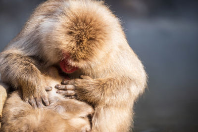 Close-up of monkey