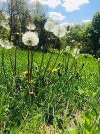 Scenic view of grassy field against sky