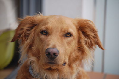 Close-up portrait of dog at home