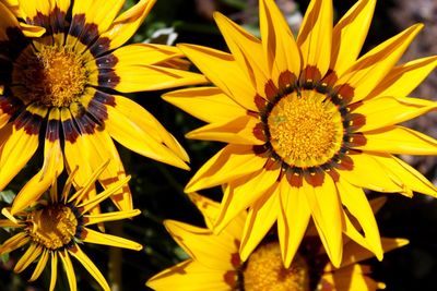 Close-up of sunflower