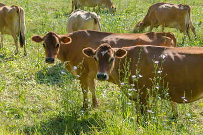 Cows in a field