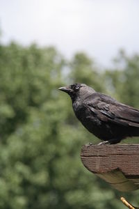 Close-up of raven perching on wood against trees