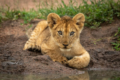 Portrait of lion cub relaxing on land