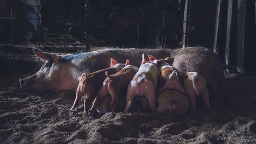 Farm animals. sow and feeding piglets in dark barn