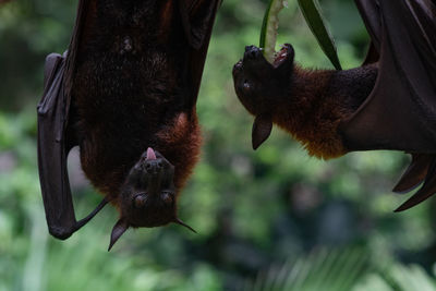 Cute flying fox hanging on a tree branch. bat with a funny face. wild animal in the wild.