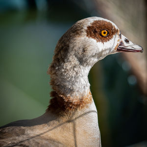 Close-up of bird