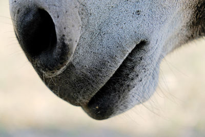 Close-up of donkey nose