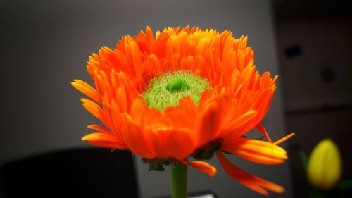 Close-up of orange flower