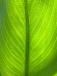 Full frame shot of leaf