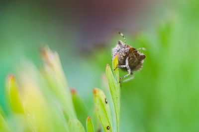 Close-up of insect on plant