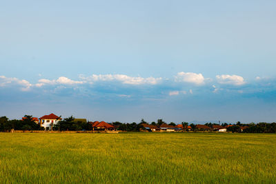 Scenic view of agricultural field against sky