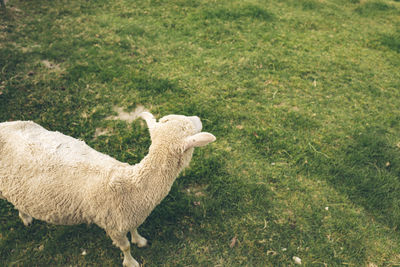 Sheep standing in a field