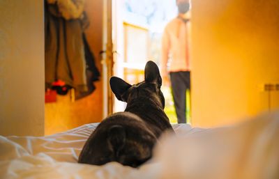 French bulldog dog resting on bed at home