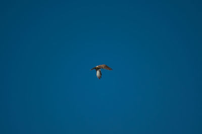 Low angle view of bird flying in sky