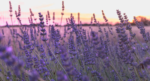 Close-up of purple flowering plants on field against sky during sunset