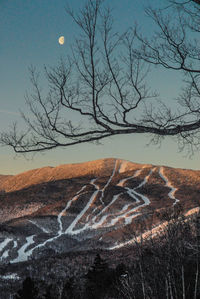 Bare trees on landscape