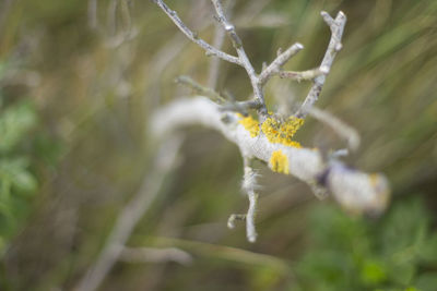 Close-up of insect on plant