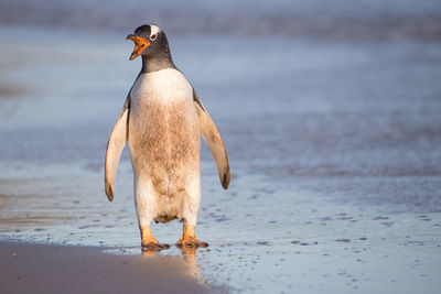 View of bird on beach