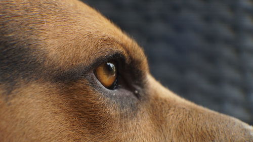 Close-up of a dog looking away