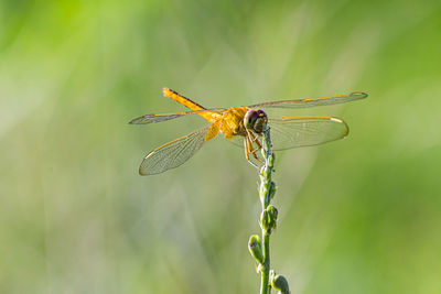 Close-up of dragonfly on plant