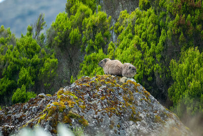 Rock hyrax - procavia capensis in mount kenya national park