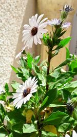 Close-up of white flowering plant