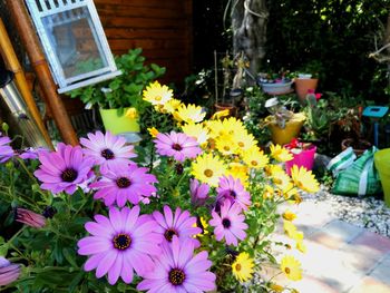 Close-up of flowers and plants