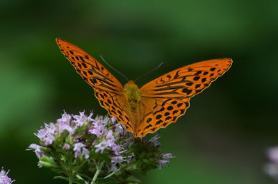 Close-up of butterfly pollinating on flower