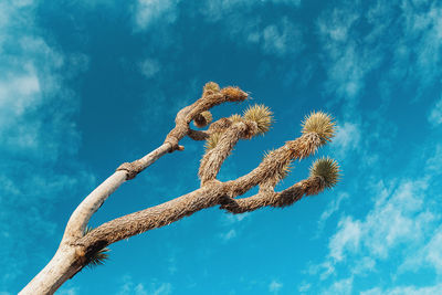 Low angle view of tree against sky