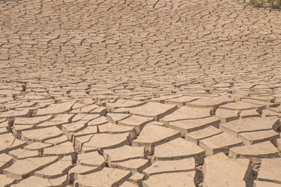 Global warming, died and cracked soil in arid season