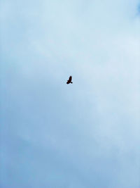 Low angle view of bird flying in sky