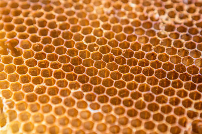 Close-up of bee on tiled wall