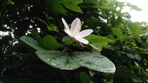 Close-up of wet plant