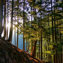 Trees in forest against sky