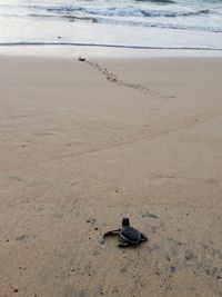 High angle view of baby turtle on beach