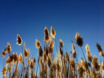 Close-up of stalks against clear blue sky