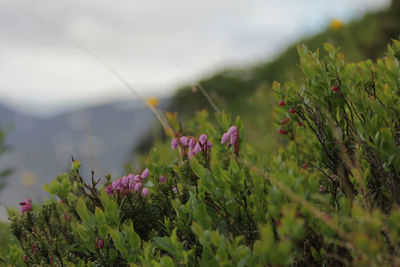 Close-up of purple flowering plants on field