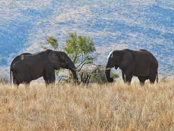 Elephants on field