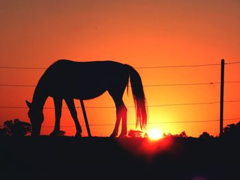 Silhouette horse standing on landscape against orange sky