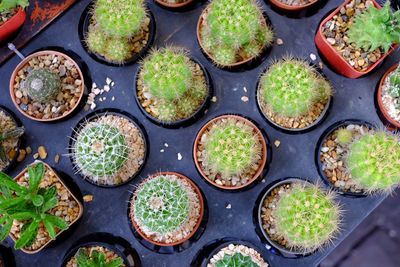 High angle view of succulent plants