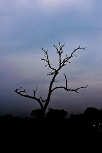 Low angle view of silhouette bare tree against sky