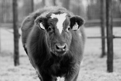 Close-up portrait of a cow on field