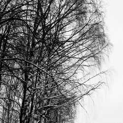 bare tree